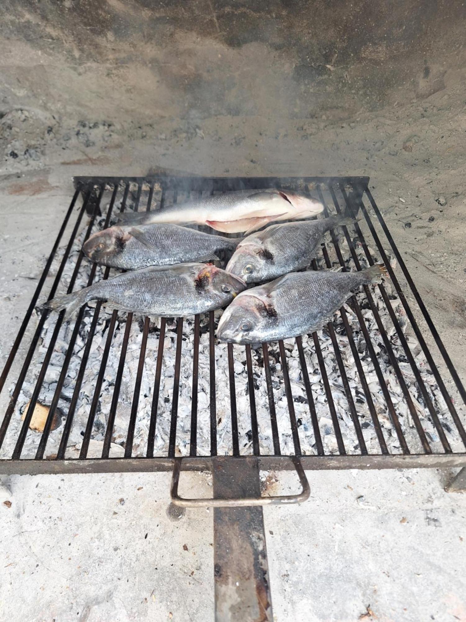 Latica * Split